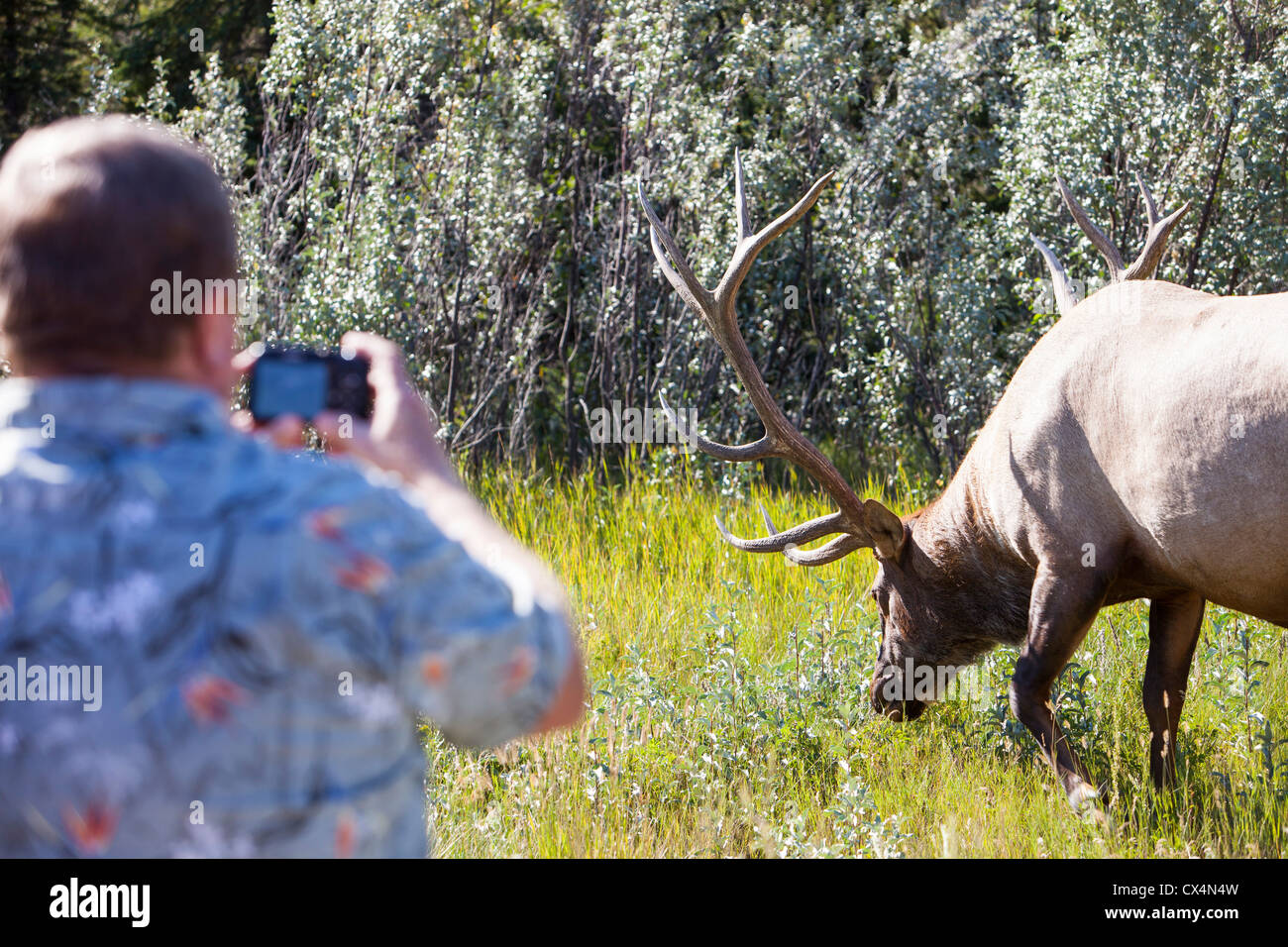 Un touriste avec un wapiti cultivé dans les Rocheuses canadiennes près de Jasper. Banque D'Images