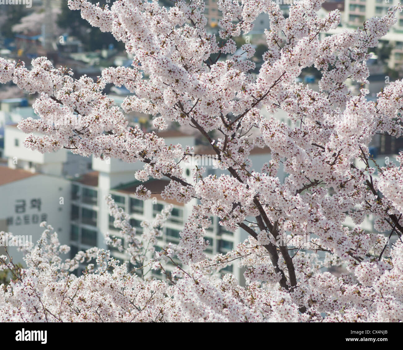 Le coréen cherry blossom flowers en face d'immeubles à appartements de Jinhae, Corée du Sud Banque D'Images
