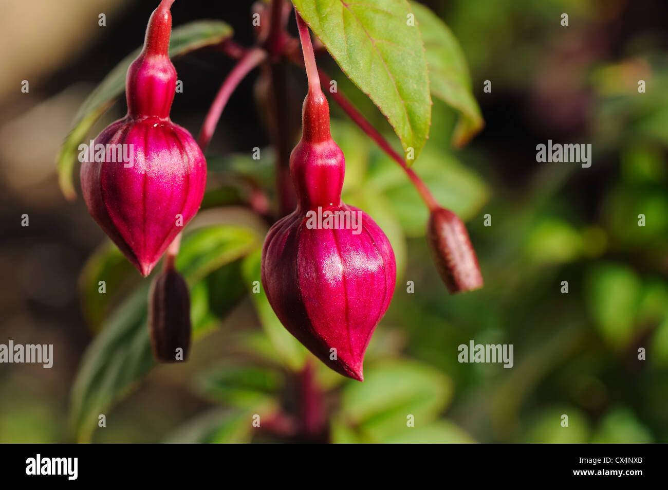 Deux nouveaux bourgeons sur la fin de la floraison des plantes en jardin fuchsia Banque D'Images