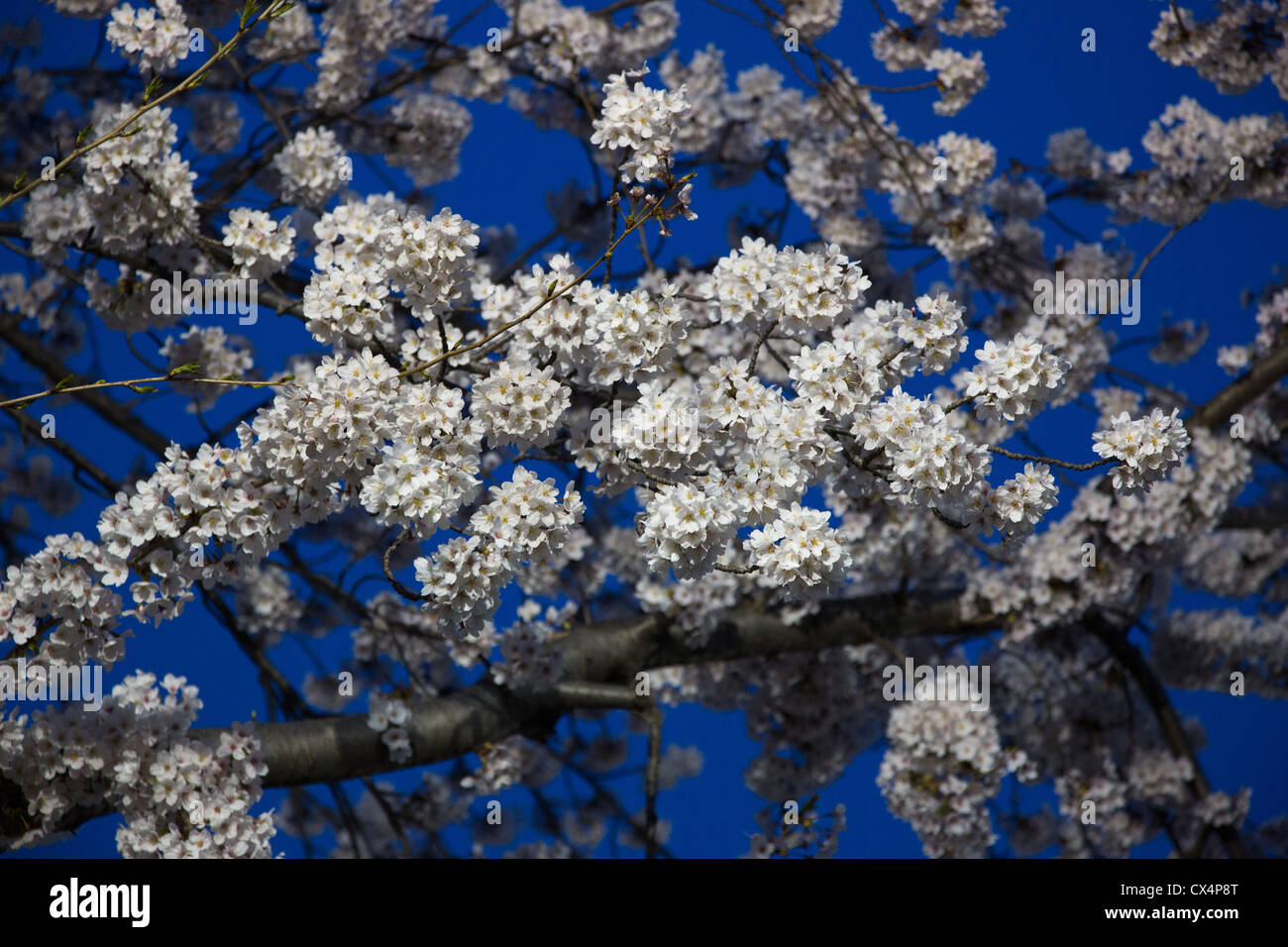 Les fleurs de cerisier illuminé la nuit par l'éclairage artificiel à Jinhae, Corée du Sud Banque D'Images