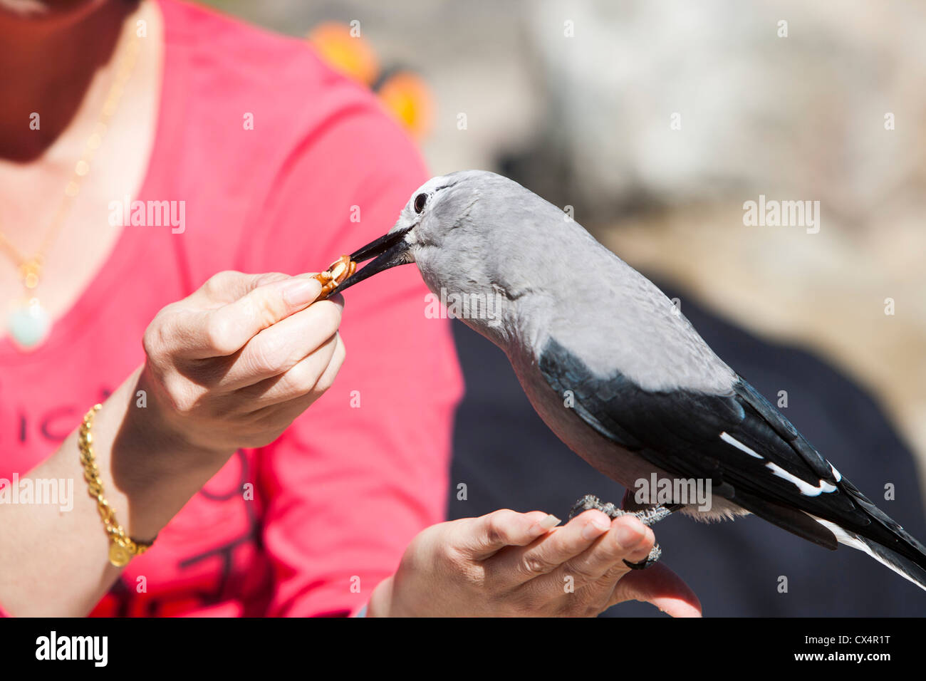 Le tourisme ou l'alimentation d'un Casse-noisette Clarks près de Lake Louise, dans les Rocheuses canadiennes Banque D'Images