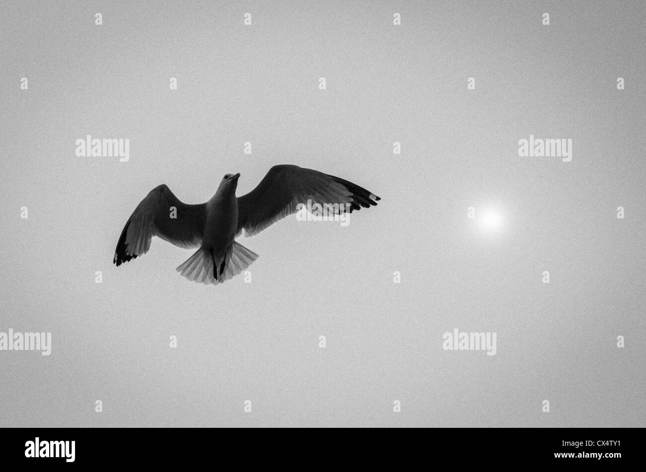 Vue de gull granuleuse en vol contre le soleil. Banque D'Images