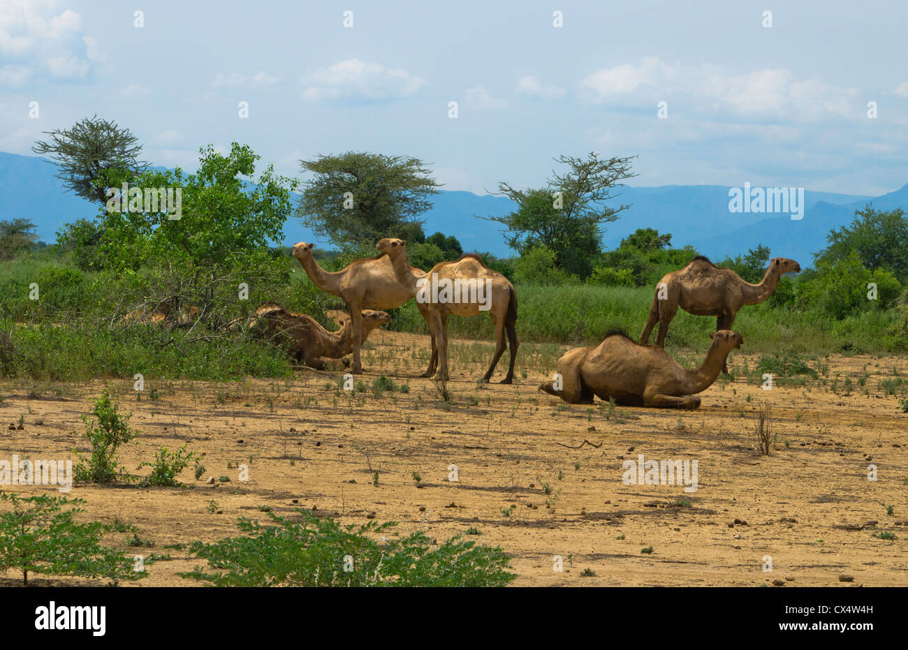 hegrmarian-afrique-thiopie-chameaux-sauvages-dans-les-champs-en-bas-de
