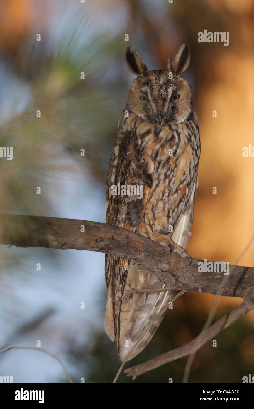 Long-eared Owl (Asio otus) dans un arbre. Banque D'Images