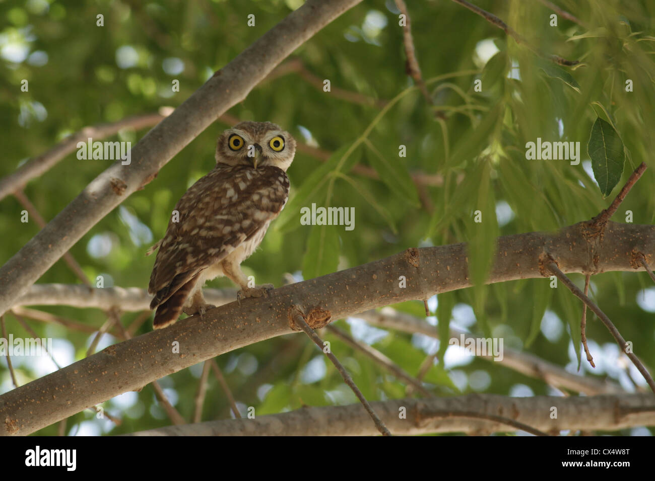 La Chouette chevêche (Athene noctua) dans un arbre cette petite chouette atteint jusqu'à 25 centimètres de longueur photographié en Israël en juillet Banque D'Images