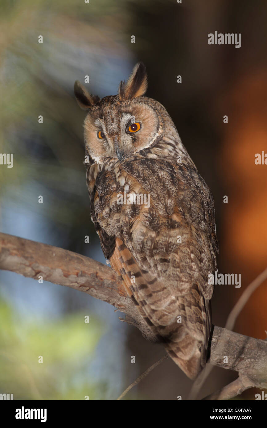 Long-eared Owl (Asio otus) dans un arbre. Banque D'Images