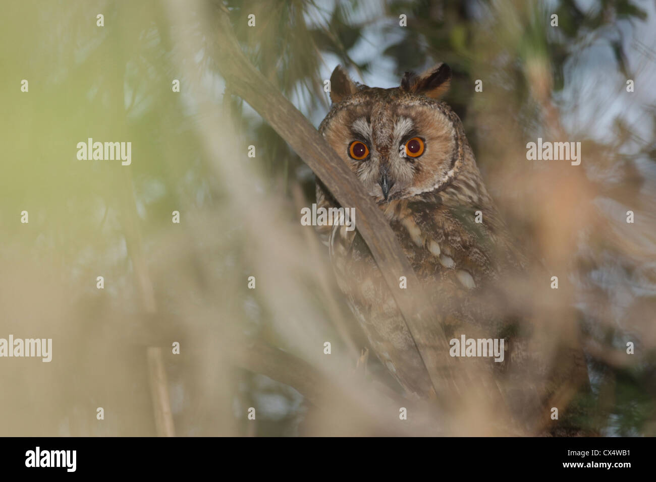 Long-eared Owl (Asio otus) dans un arbre. Banque D'Images