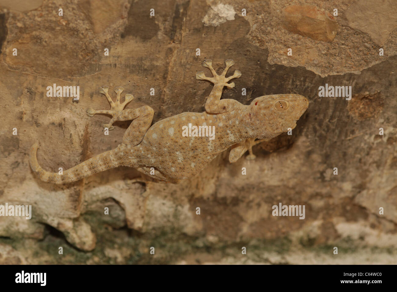 Les doigts du ventilateur du Sinaï, Gecko (Ptyodactylus guttatus) photographié en Israël en juillet Banque D'Images