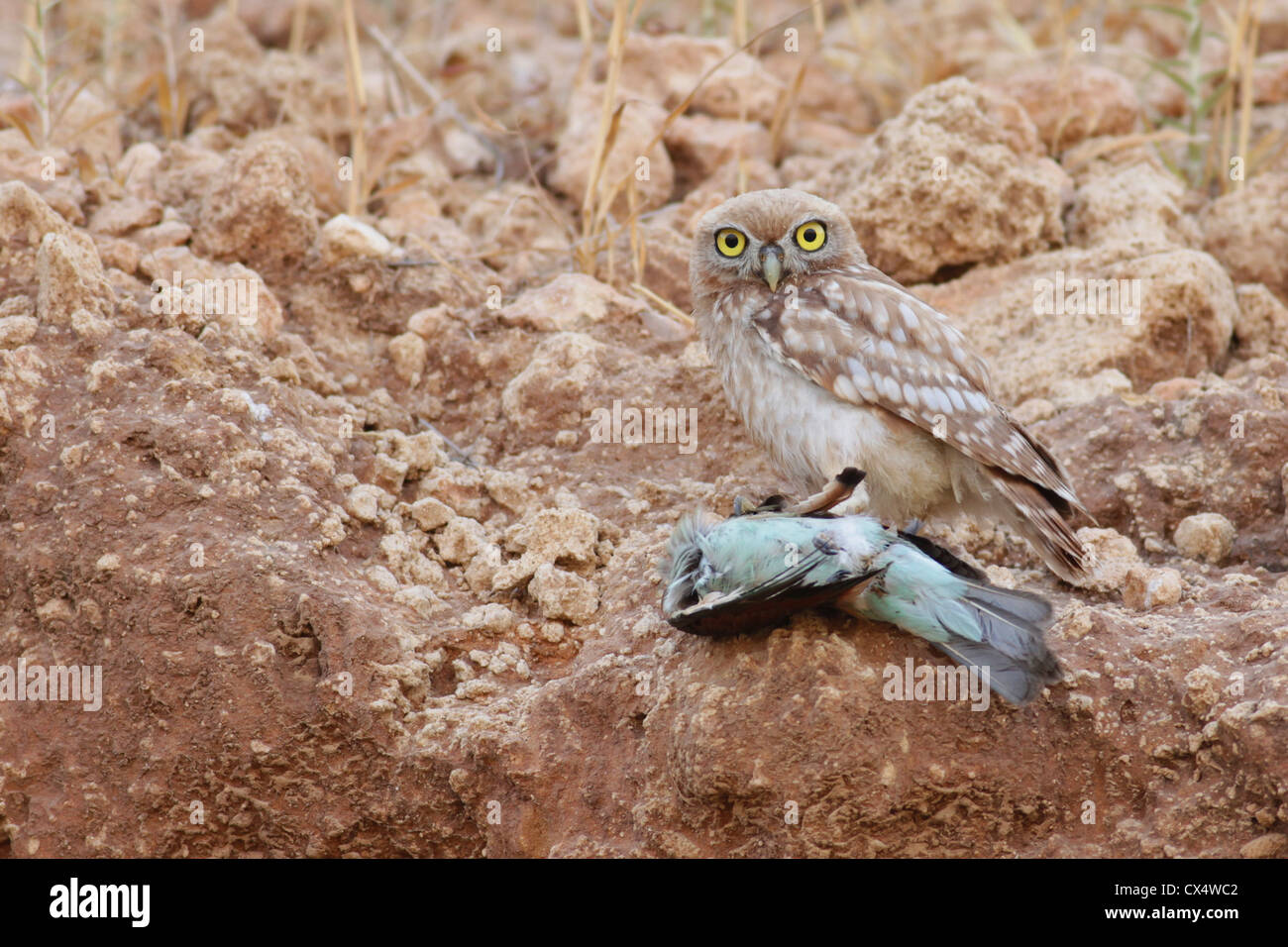 La Chouette chevêche (Athene noctua) avec un Bee-Eater commun Banque D'Images