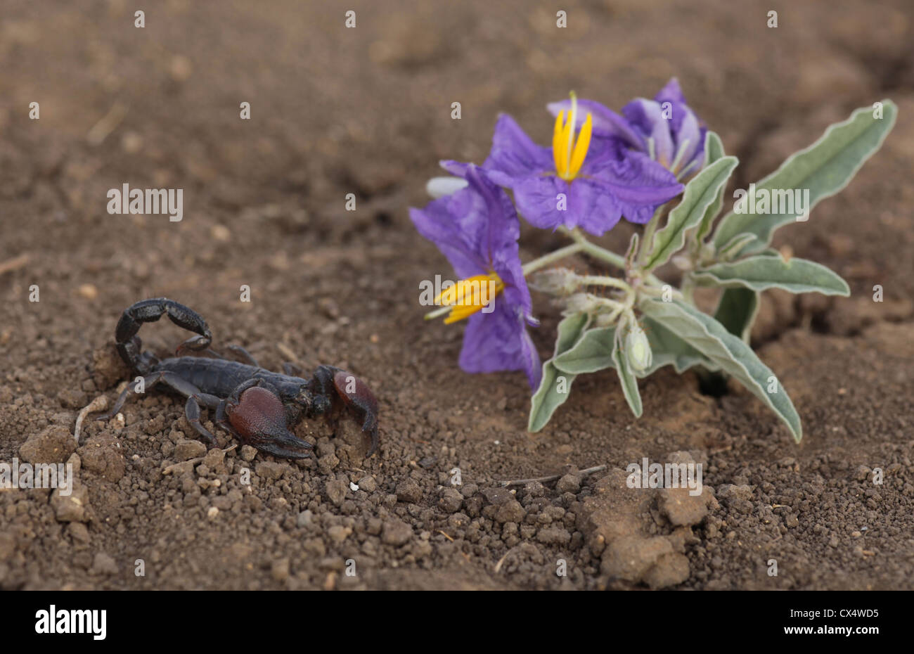 Scorpion Noir israélien (Scorpio maurus) et la morelle jaune (Solanum elaeagnifolium)Israël août d'été Banque D'Images