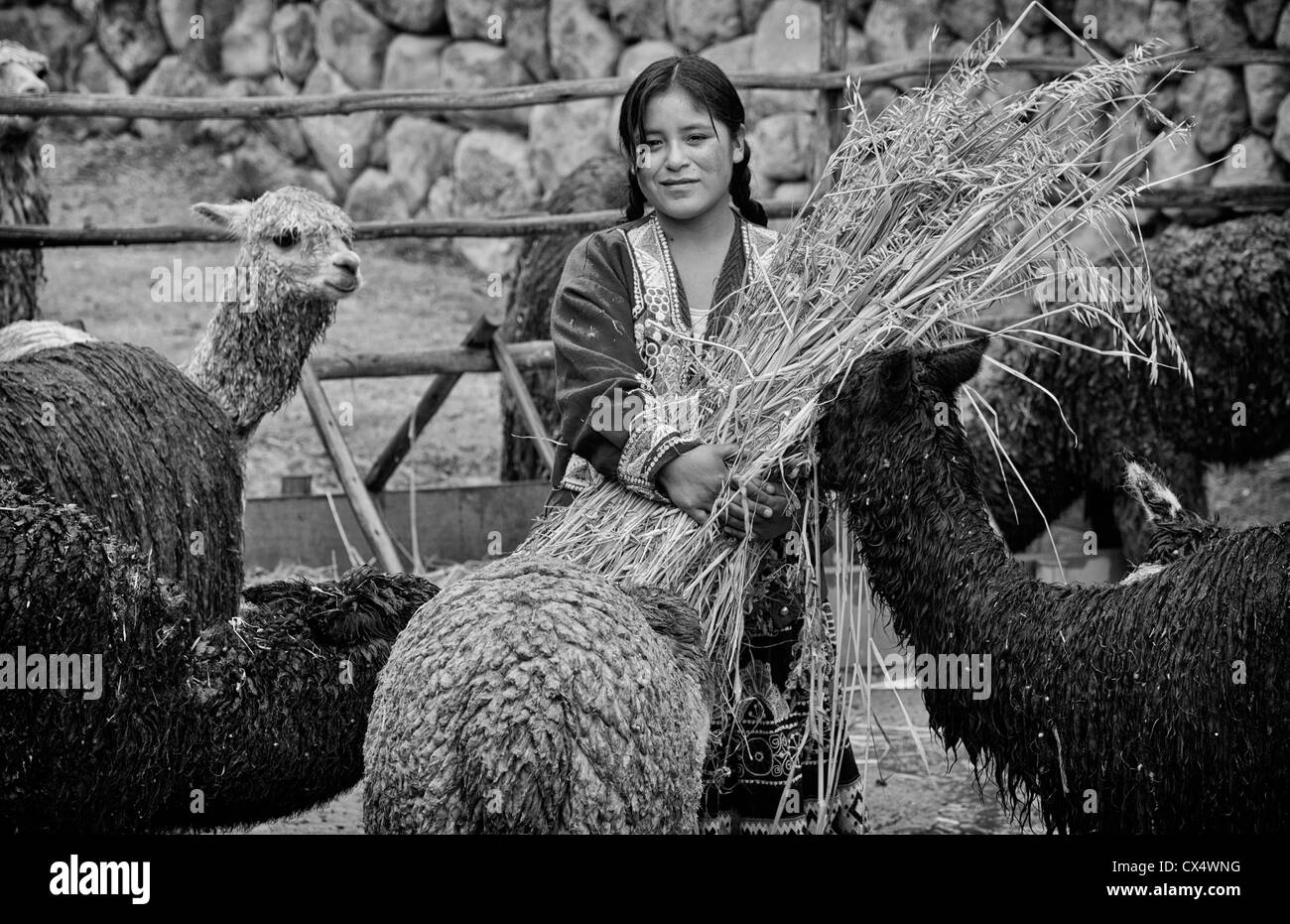 Femme local dans la vallée sacrée du Pérou se nourrir des lamas en vêtements traditionnels et l'agriculture Banque D'Images