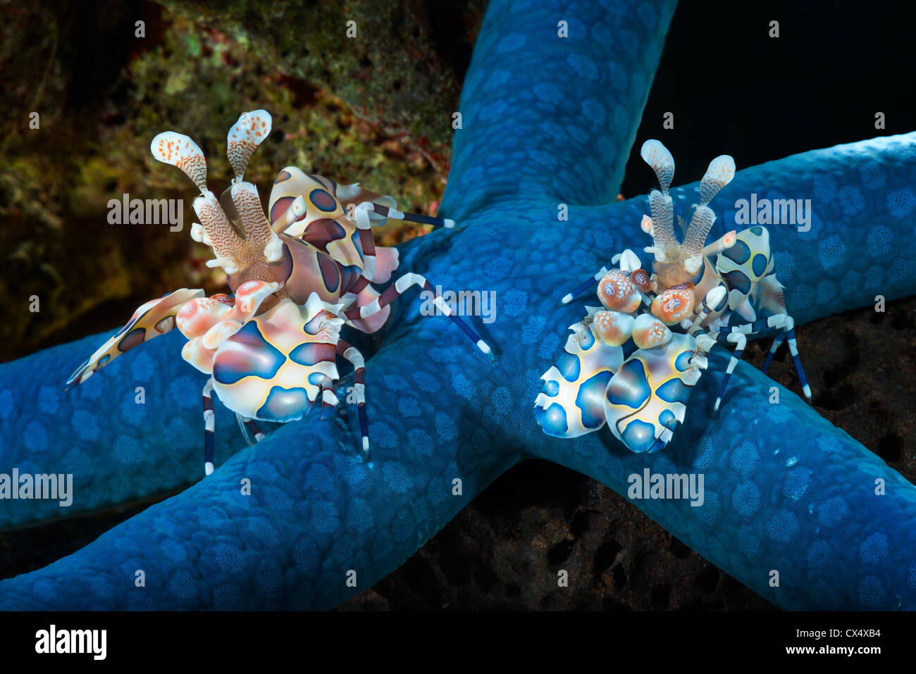 2 paire double paire ou deux crevettes arlequins portent une étoile de l'alimentation alimentaire manger alimentation Crevette Arlequin Hymenocera elega portrait Banque D'Images