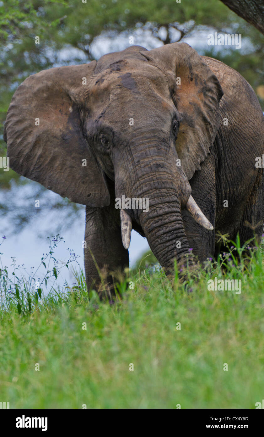 Le Parc national Amboseli Kenya safari sauvage en Afrique éléphant réserve Amboseli Banque D'Images