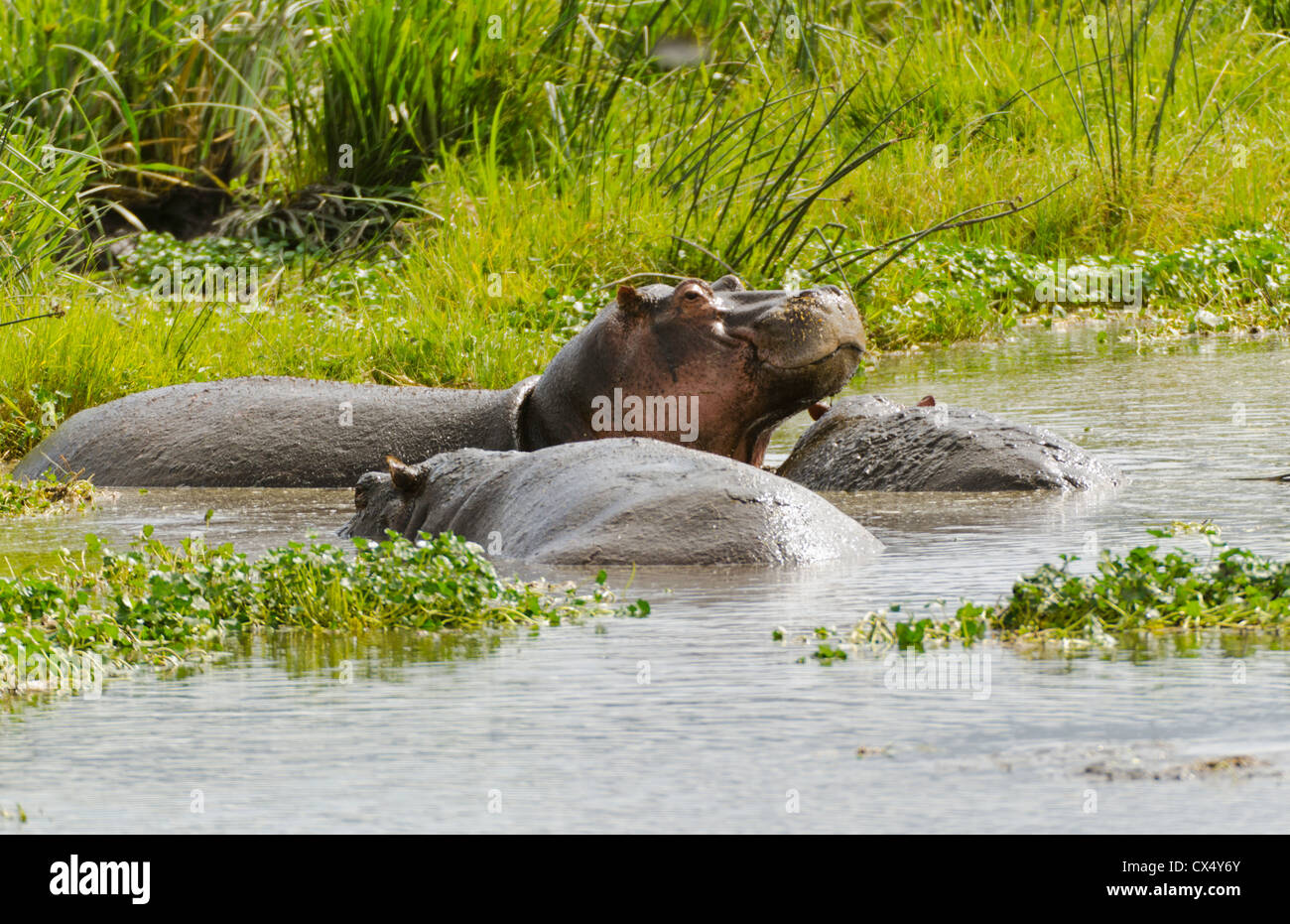 Le Parc national Amboseli safari Afrique Kenya hippopotames en réserve sauvage d'hippopotame d'Amboseli Banque D'Images