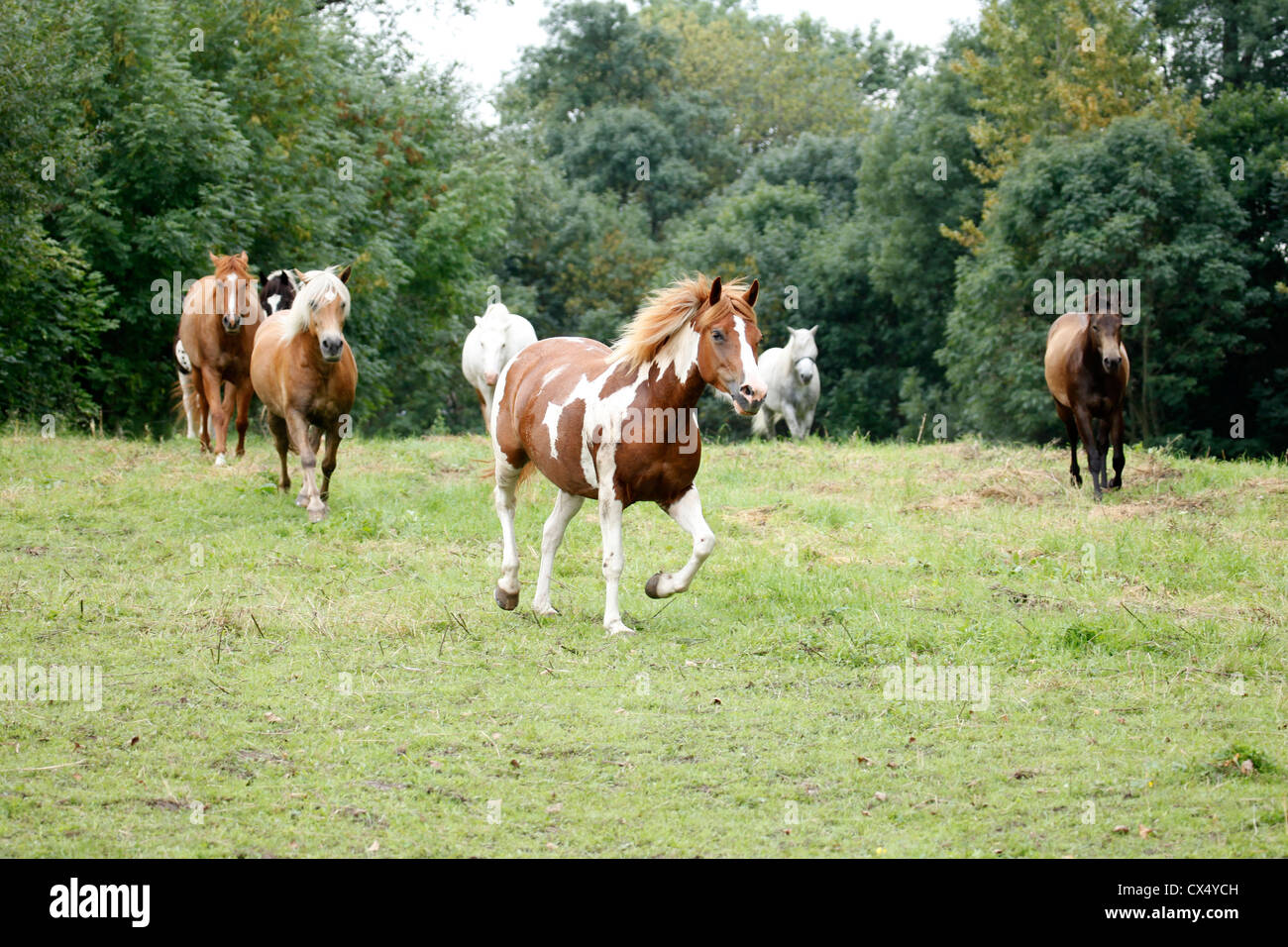 troupeau de chevaux Banque D'Images