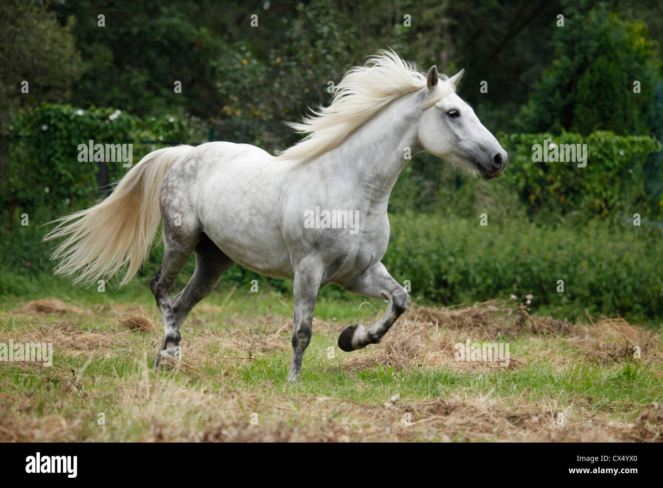 Cheval gris pommelé Banque de photographies et d’images à haute résolution Page 3 Alamy