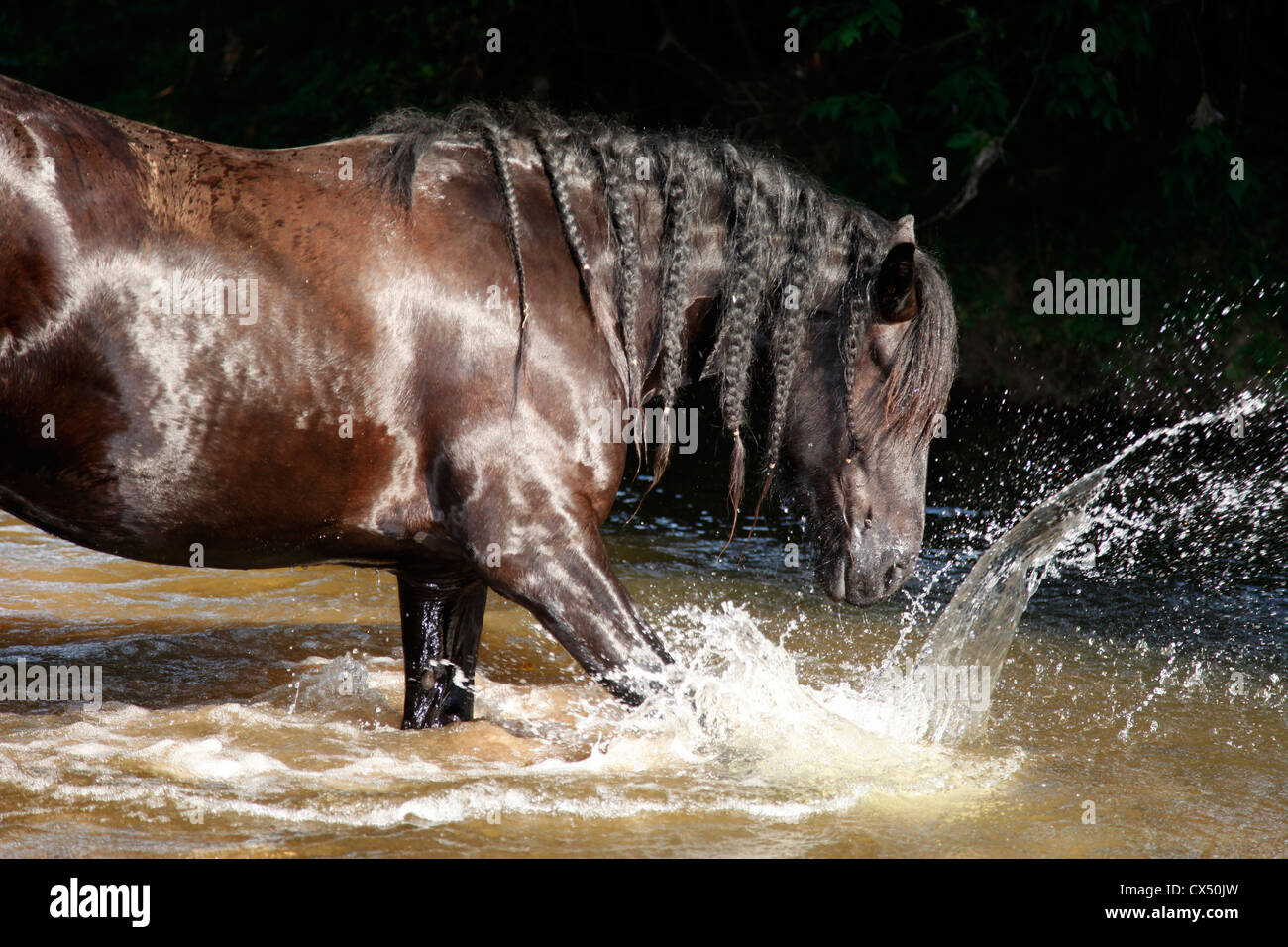 Cheval frison dans l'eau Banque D'Images