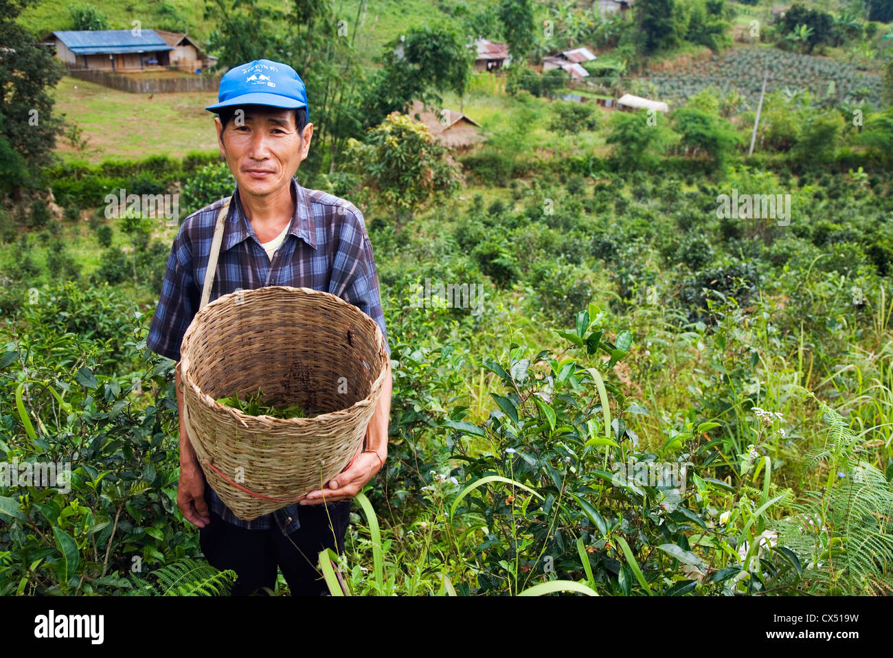 Un homme récolte les feuilles de thé à la main à Mae Aw, Mae Hong Son, Thaïlande Banque D'Images