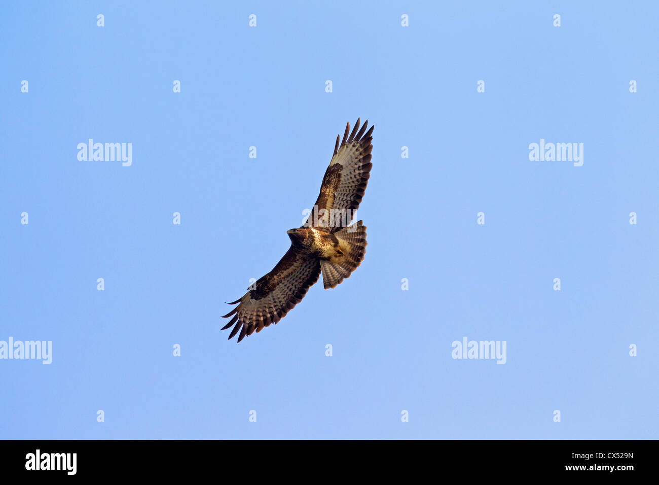 Buse variable (Buteo buteo) en vol, Allemagne Banque D'Images