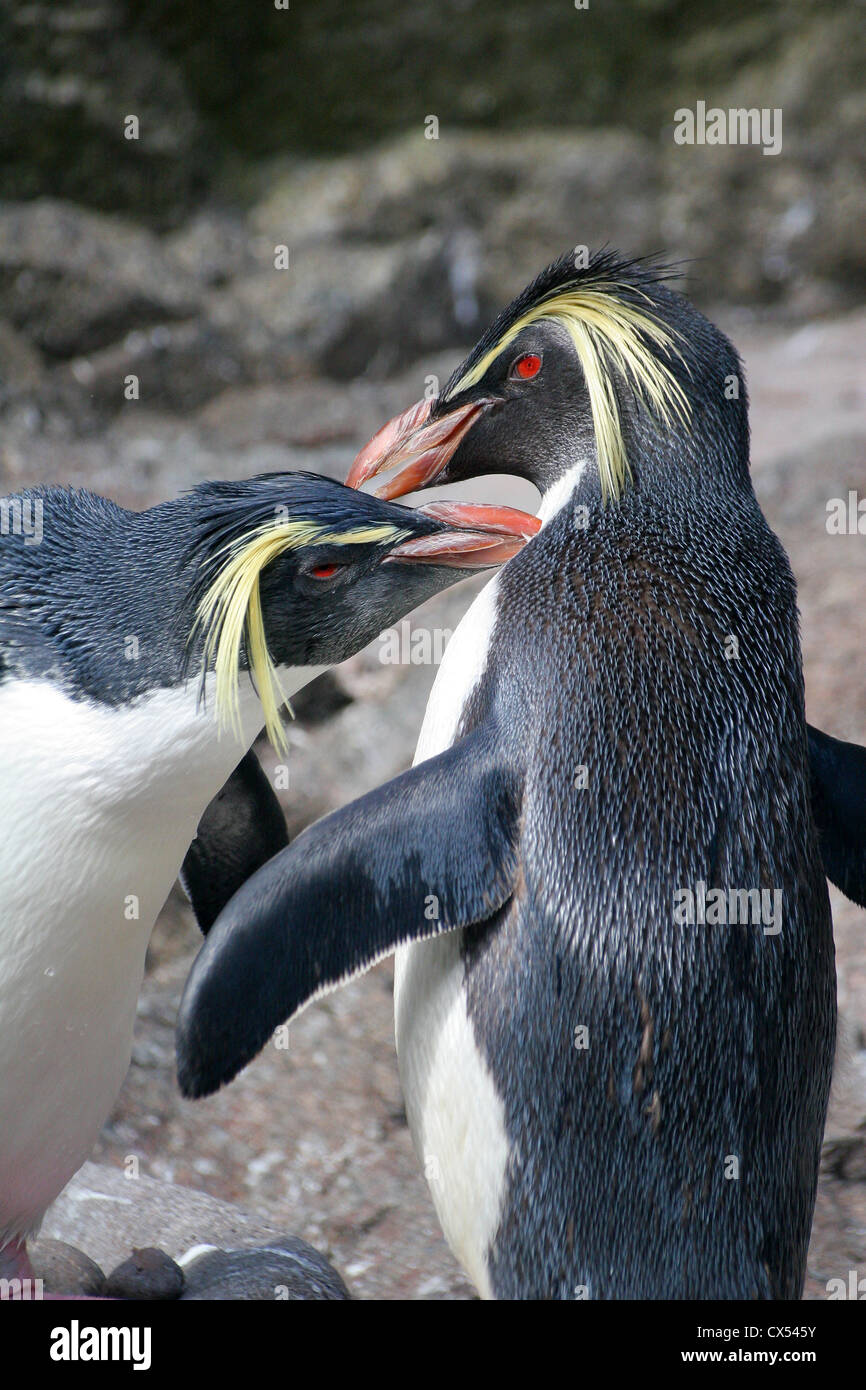 Macaroni penguin sa compagne d'élagage Banque D'Images Macaroni penguin sa compagne d'élagage Banque D'Images