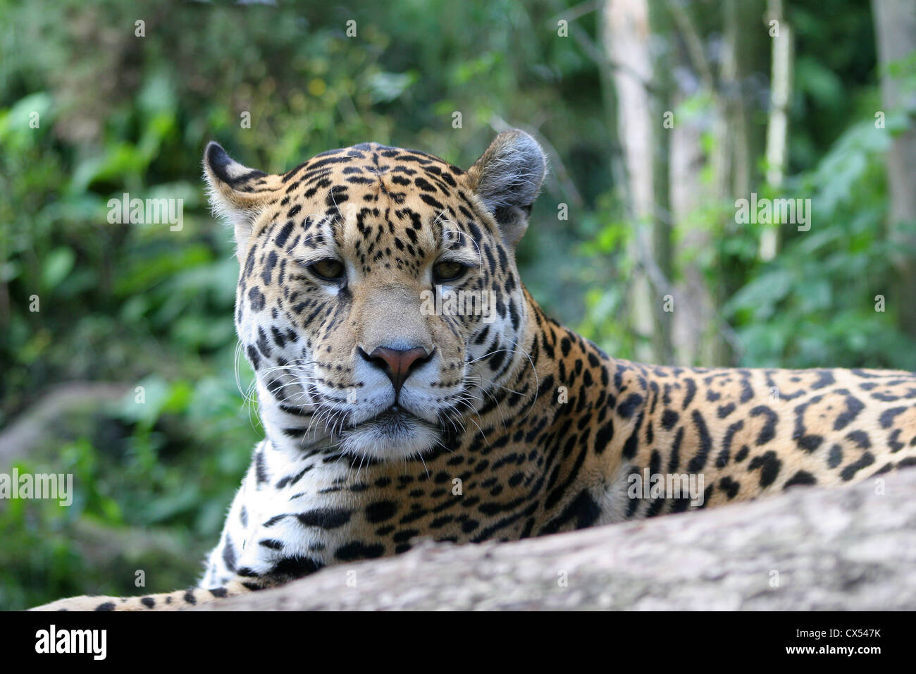 Jaguar tacheté se reposant dans Zoo d'Édimbourg Banque D'Images