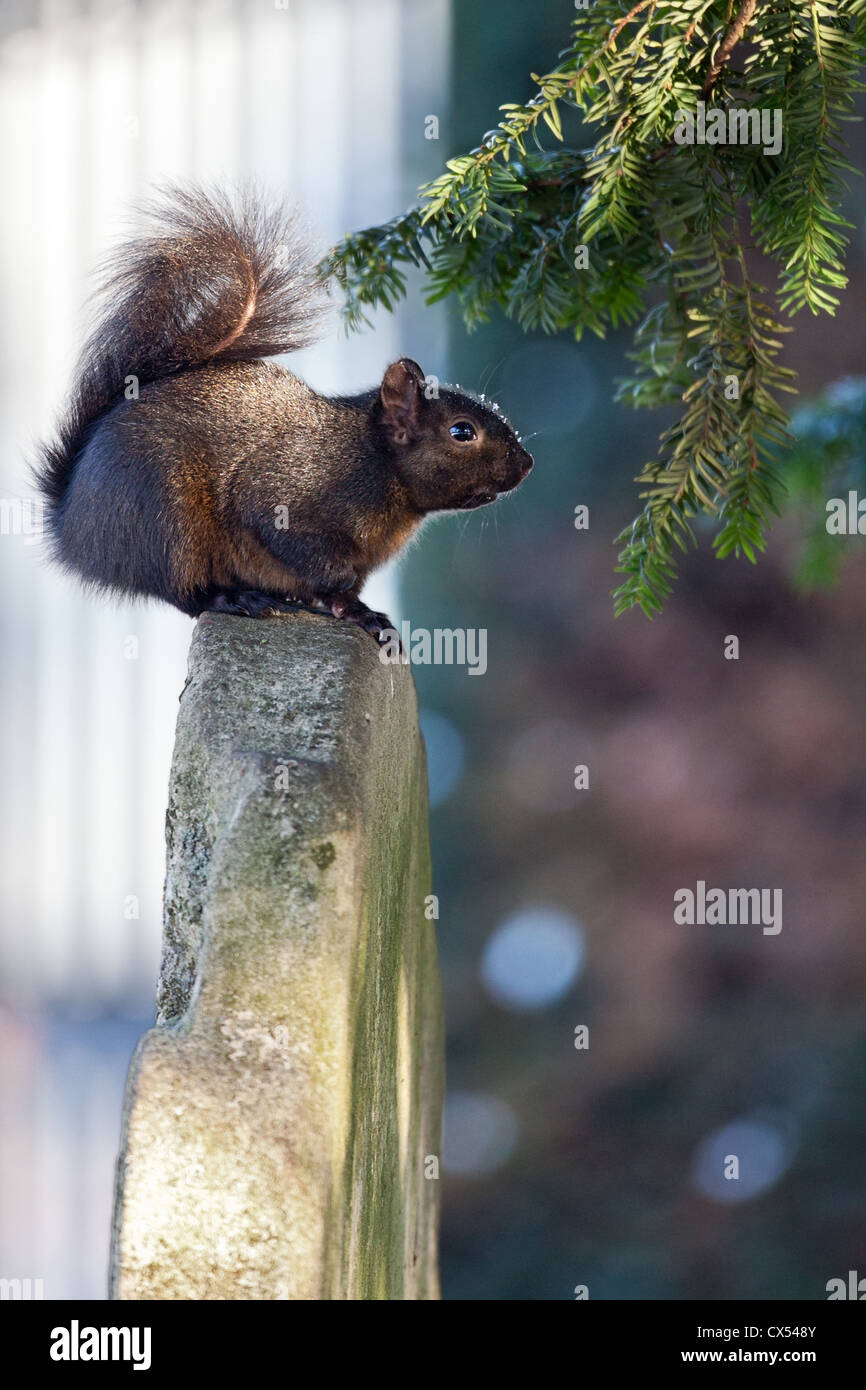 L'écureuil noir mélaniques (écureuil gris Sciurus carolinensis) sur une pierre tombale dans un cimetière, Hertfordshire, Angleterre Banque D'Images