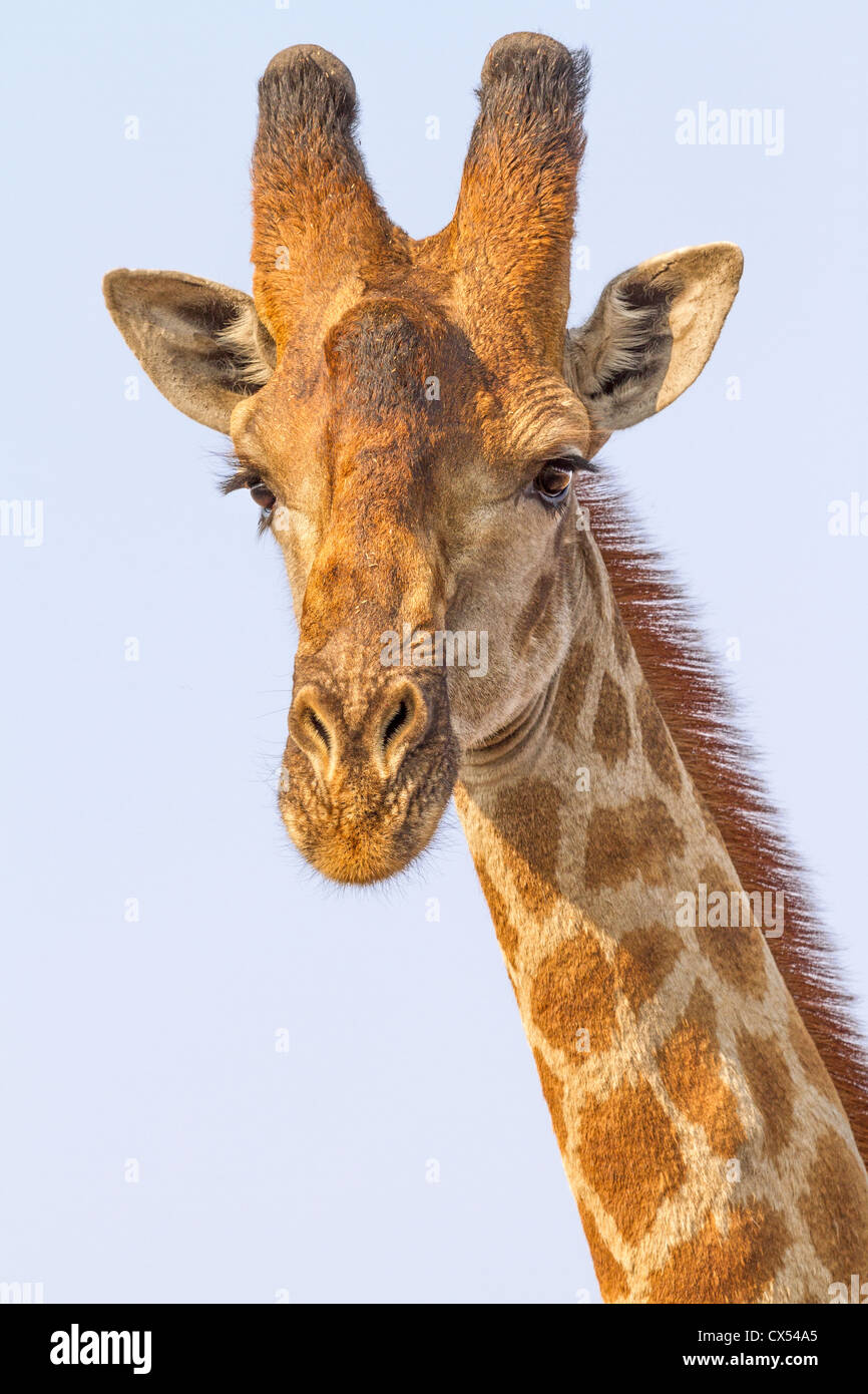 Curieux homme Girafe (Giraffa camelopardalis), Pilanesberg, Afrique du Sud Banque D'Images