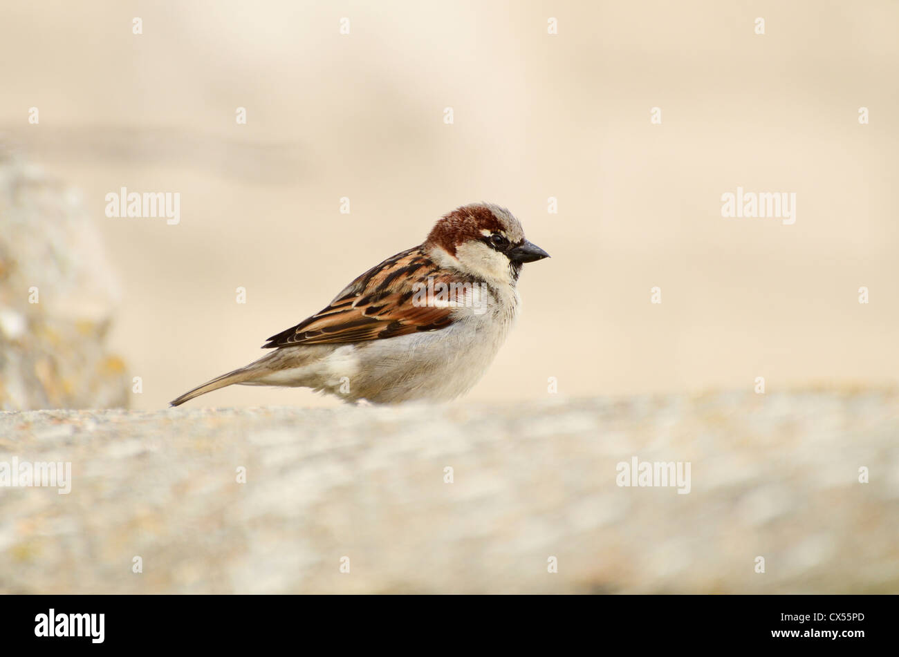 Moineau domestique (Passer domesticus) mâle adulte, perché sur un mur du jardin de pierre, Portland Bill, Dorset, Royaume-Uni Banque D'Images