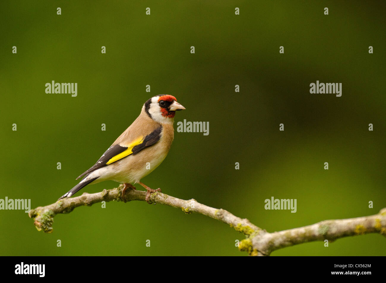 Chardonneret (Carduelis carduelis) adulte, perché sur une branche, Abbots Leigh, North Somerset, Royaume-Uni Banque D'Images