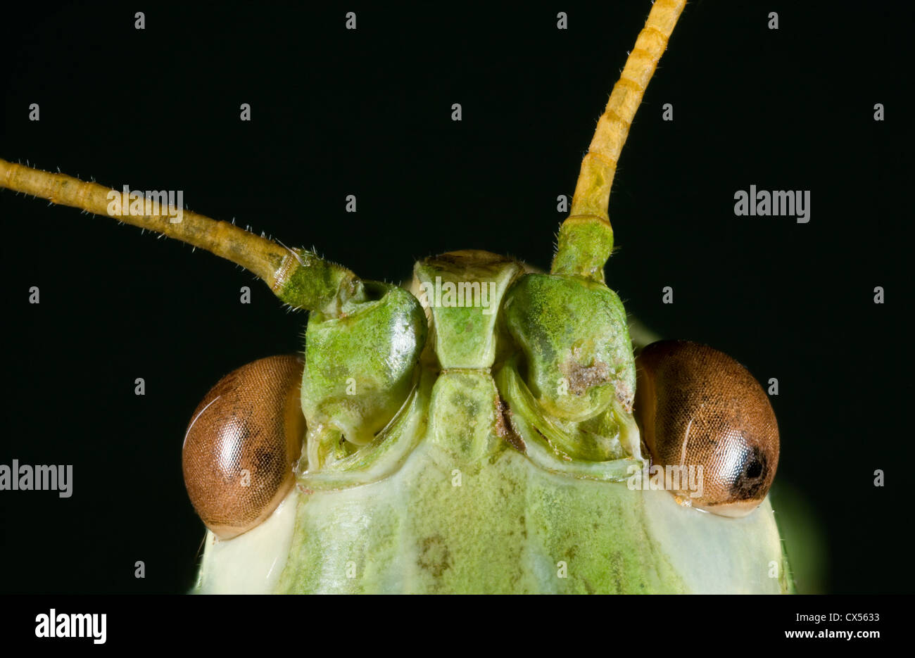 L'analyse macro extrême de Bush vert tête de Cricket Banque D'Images