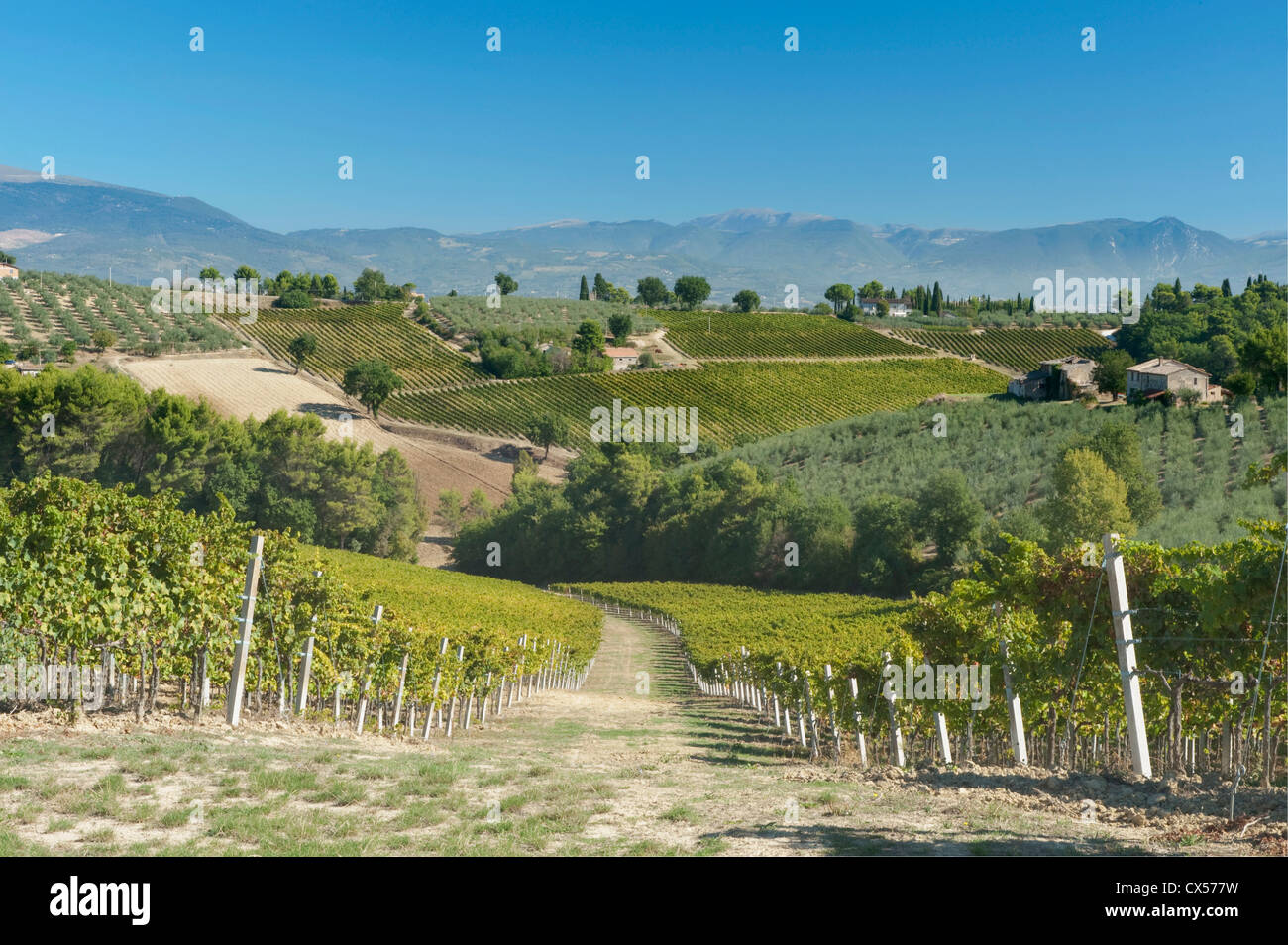 L'Europe, l'Italie, l'Ombrie, près de Montefalco, vignes et oliviers Banque D'Images