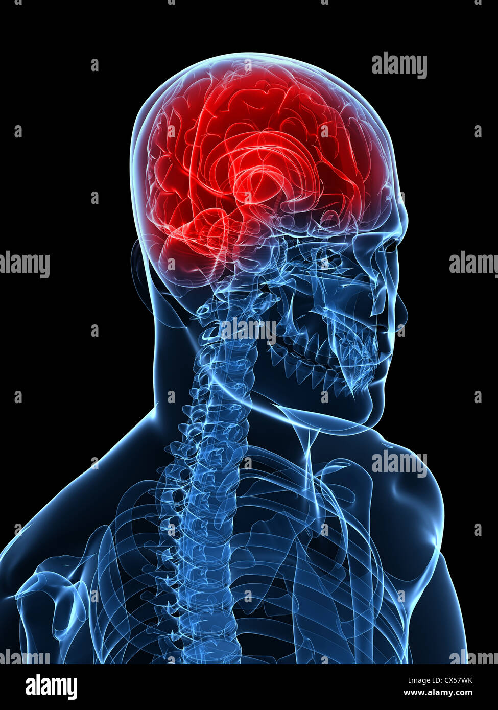Cerveau humain Banque D'Images