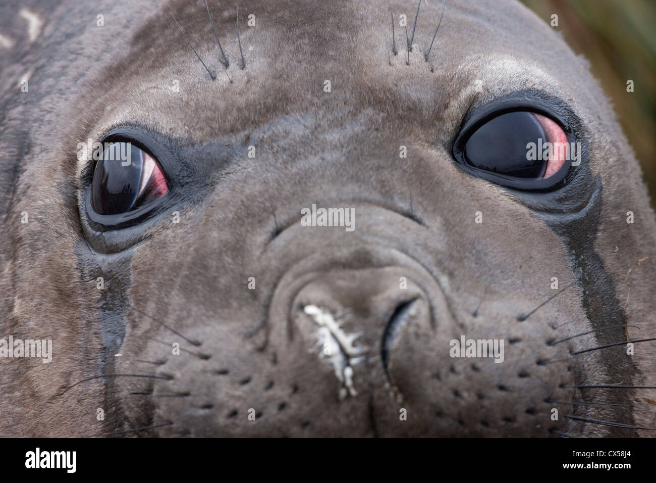 Éléphant de mer du sud (Mirounga leonina) femmes reposant sur une plage près de la plaine de Salisbury en Géorgie du Sud de l'île. Banque D'Images