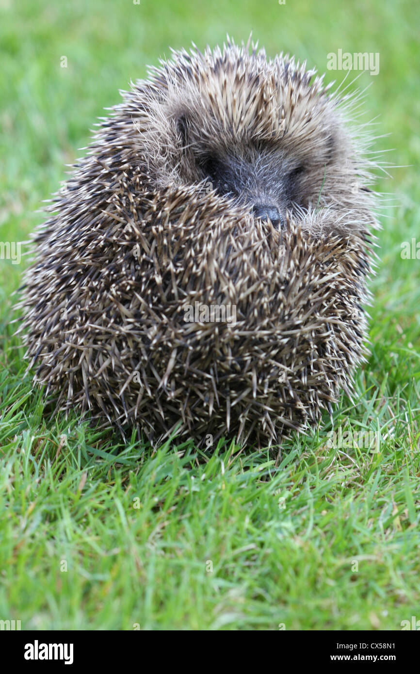 British Hedgehog y ball pour la protection Photo Stock - Alamy