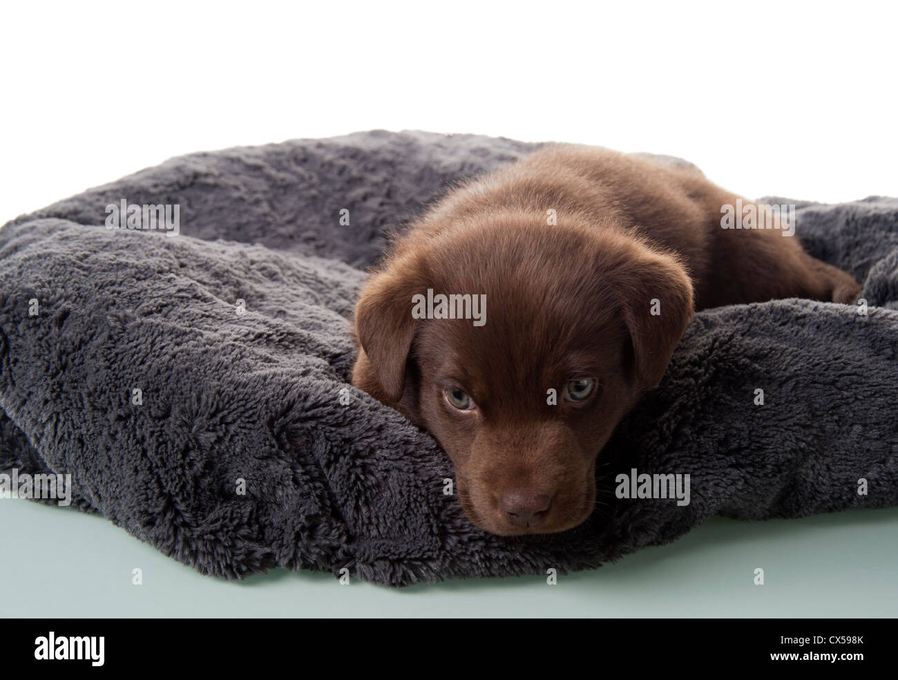 Six semaine brown labrador retriever chiot sur son lit de chien Banque D'Images