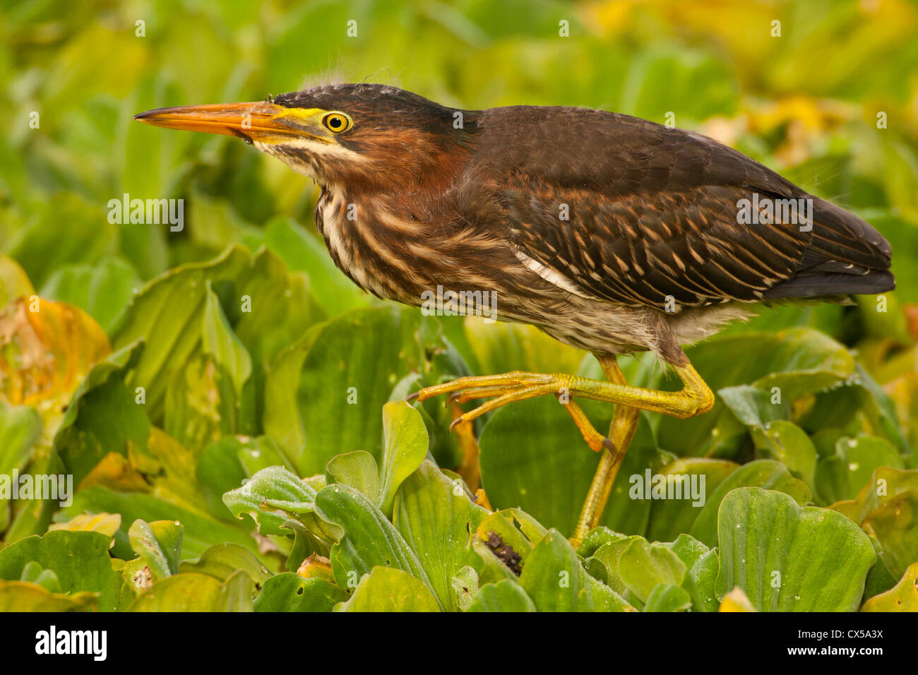 USA, Floride, comté de Palm Beach. Close-up of juvenile héron vert. Banque D'Images