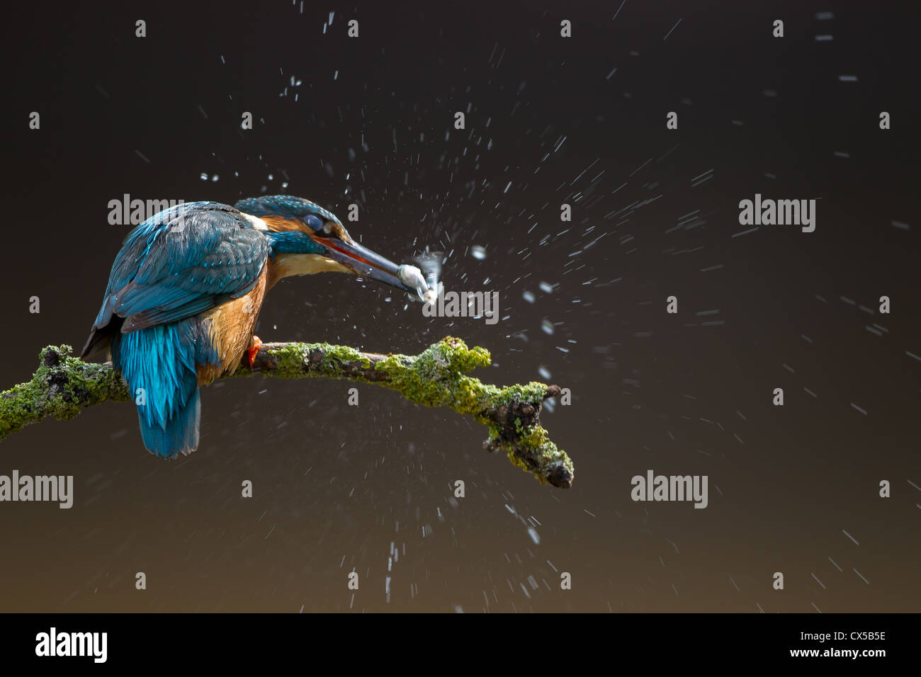 Poissons avec kingfisher perché Banque D'Images