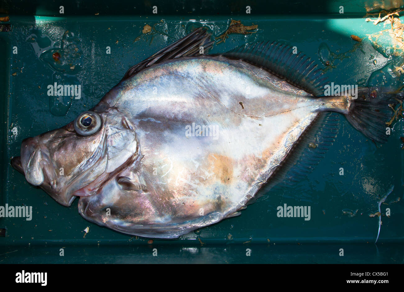 Un regard sur la vie en Nouvelle-Zélande. Poissons de mer pêchés commercialement: Mirror Dory (Zenopsis nebulosa). Forme et coloration spectaculaires. Banque D'Images