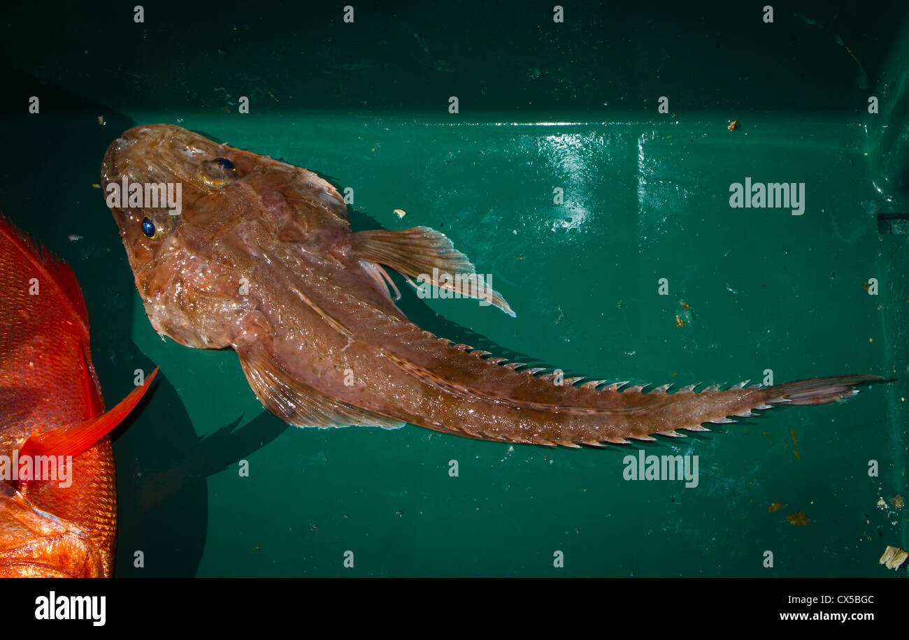 Poissons de mer pêchés commercialement : Ghost Flathead (Hoplichthyidae) Banque D'Images