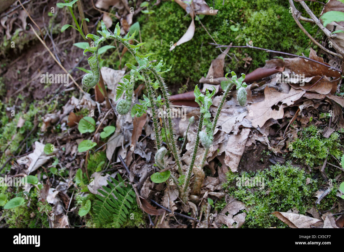 Un groupe de nouvelles fougères ouvrir une colline de printemps le long de Cascades de Stony Creek Recreation Area dans Giles County, en Virginie. Banque D'Images