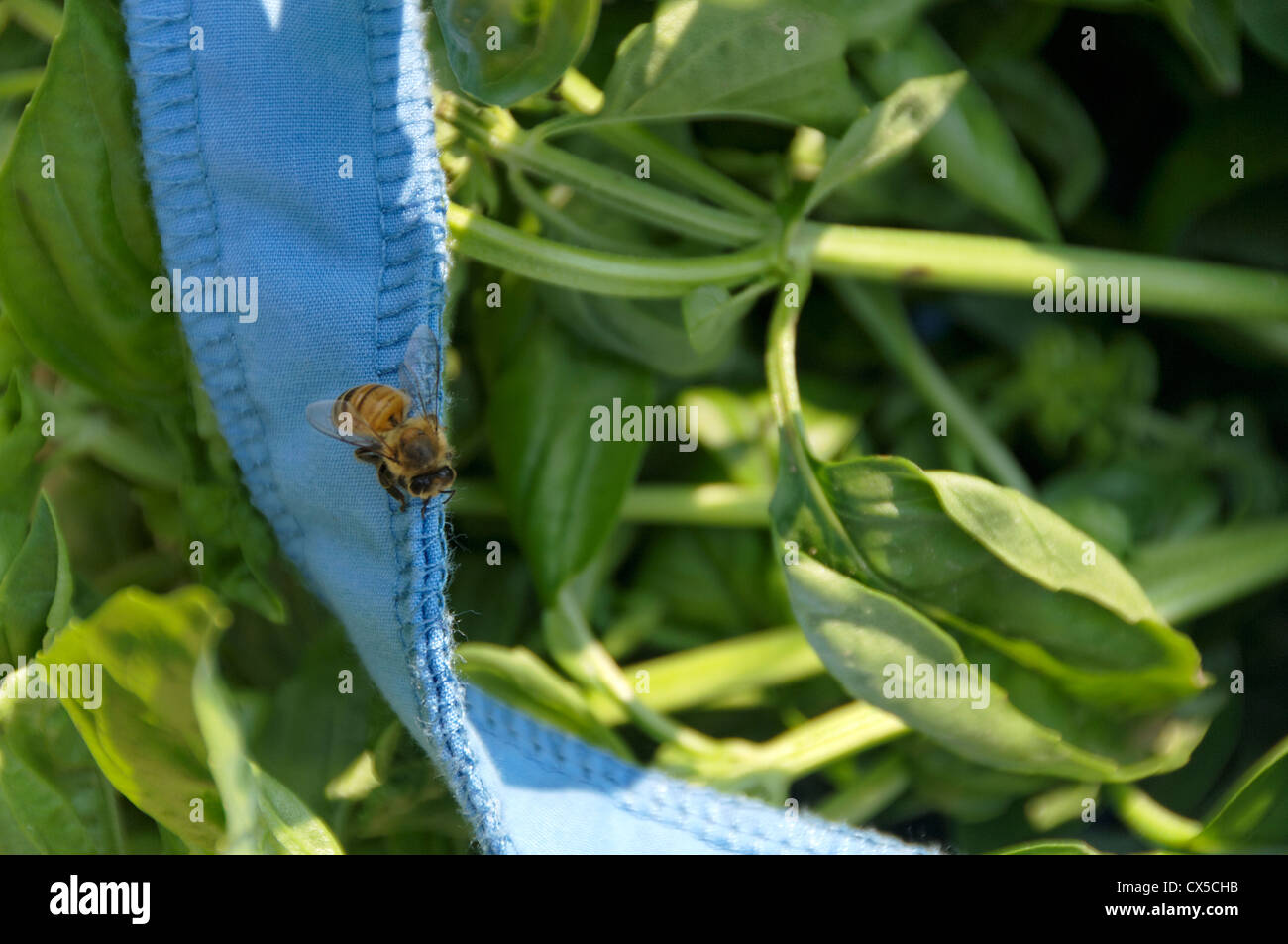 Une abeille est assis sur un sac au Williamsburg, VA du marché agricole. Banque D'Images