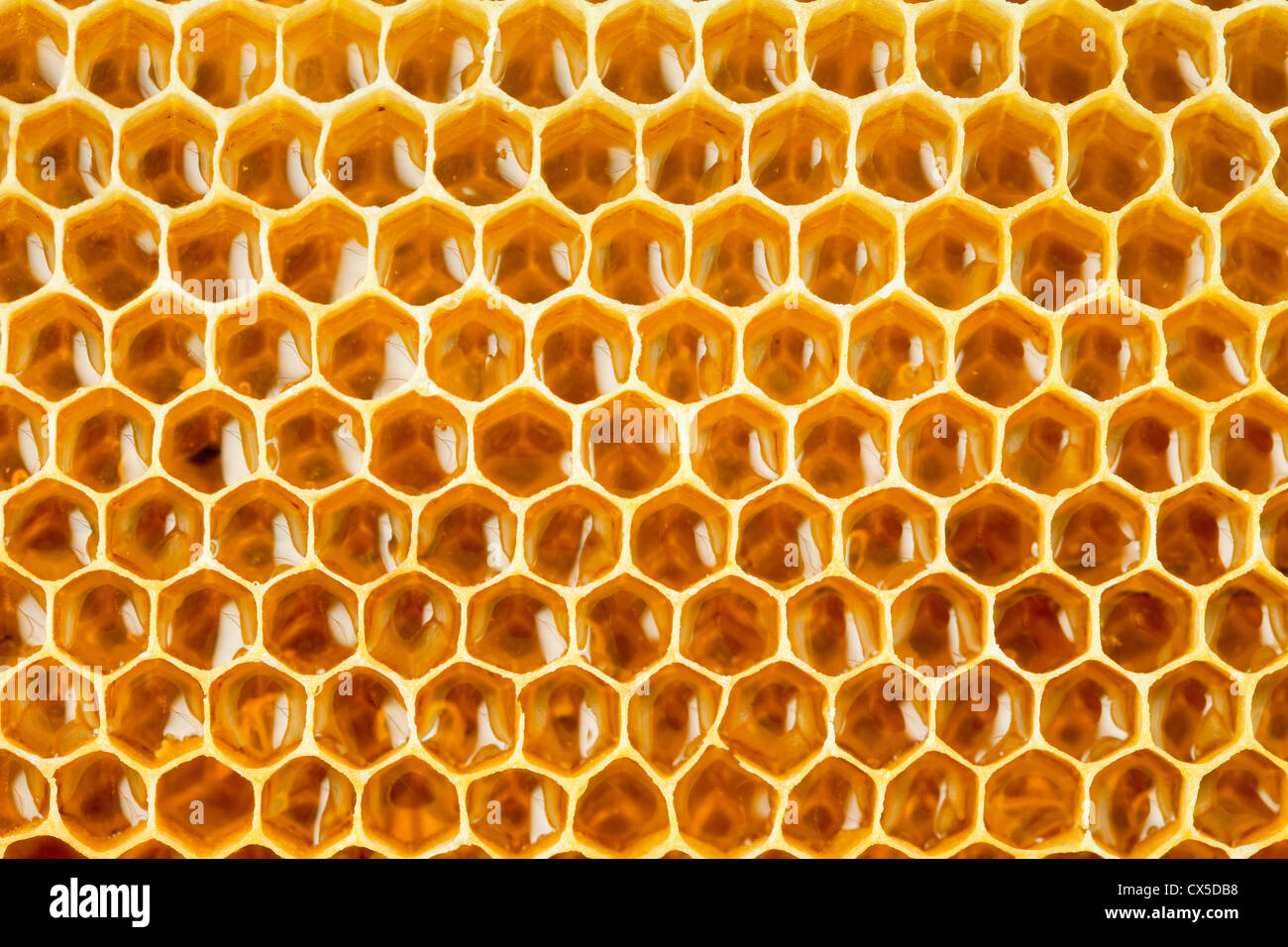 En gros plan en nid d'abeille Miel Banque D'Images