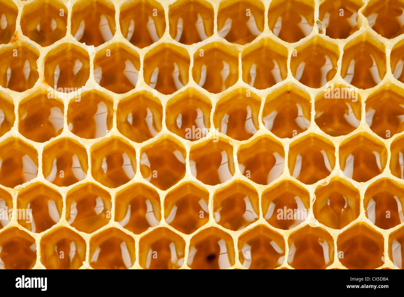 En Macro de nid d'abeille Miel Banque D'Images