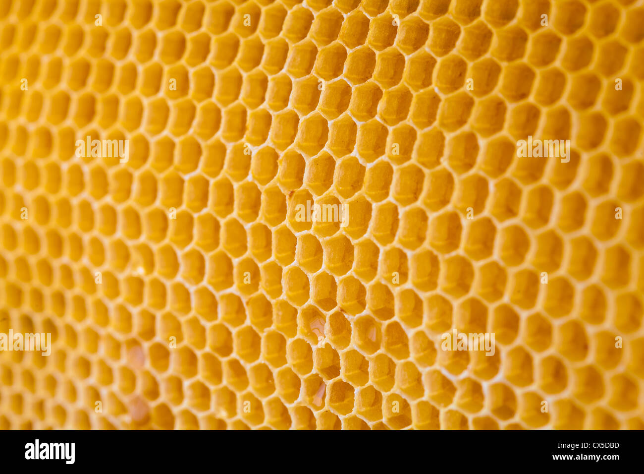 Nid d'abeille Miel en angle view Banque D'Images