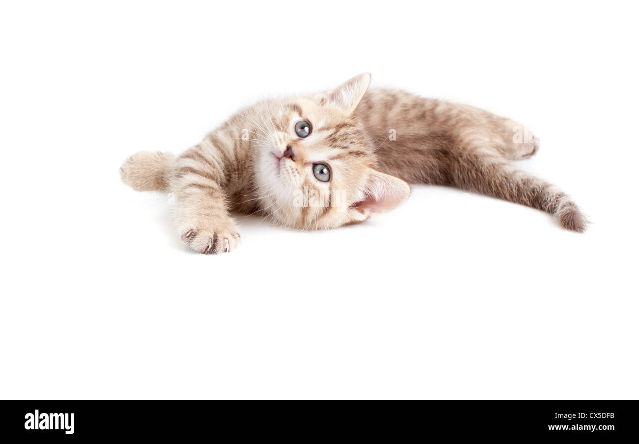 Funny baby kitten lying et à vers le haut isolated on white Banque D'Images