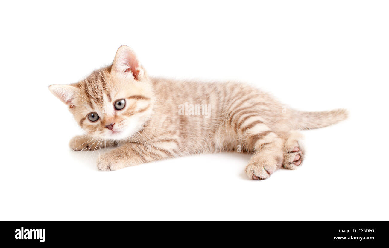 Petit bébé chaton couché isolated on white Banque D'Images