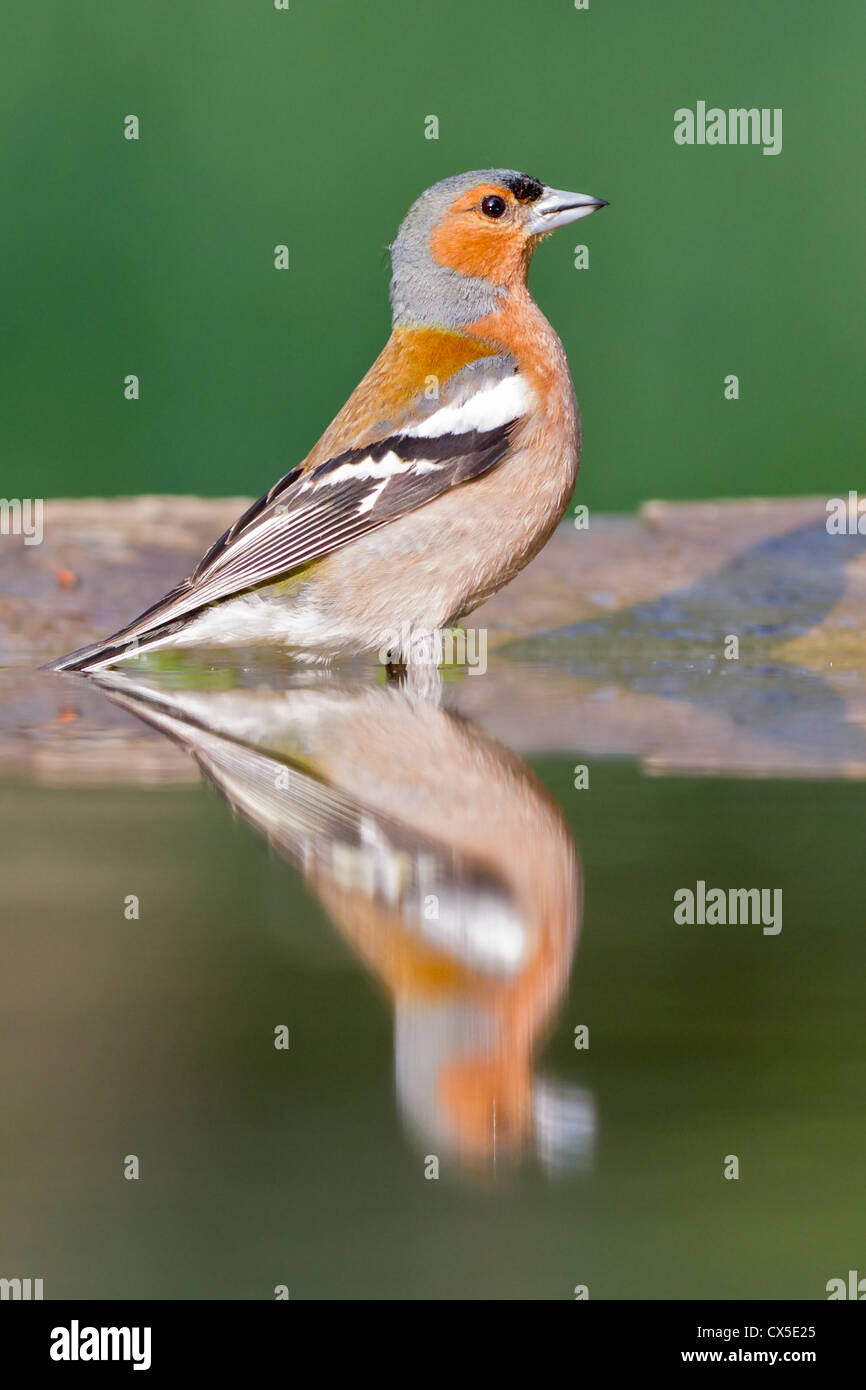 Close-up of a male Chaffinch (Fringilla coelebs) reflète dans une forêt couverte en Hongrie. Banque D'Images