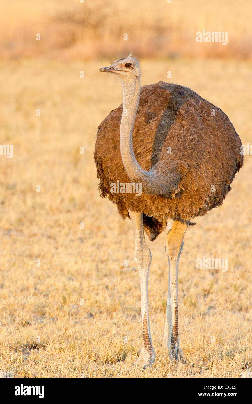 Autruche femelle (struthia camelus) donnant sur la savane in early morning light, Nxai Pan, Botswana Banque D'Images