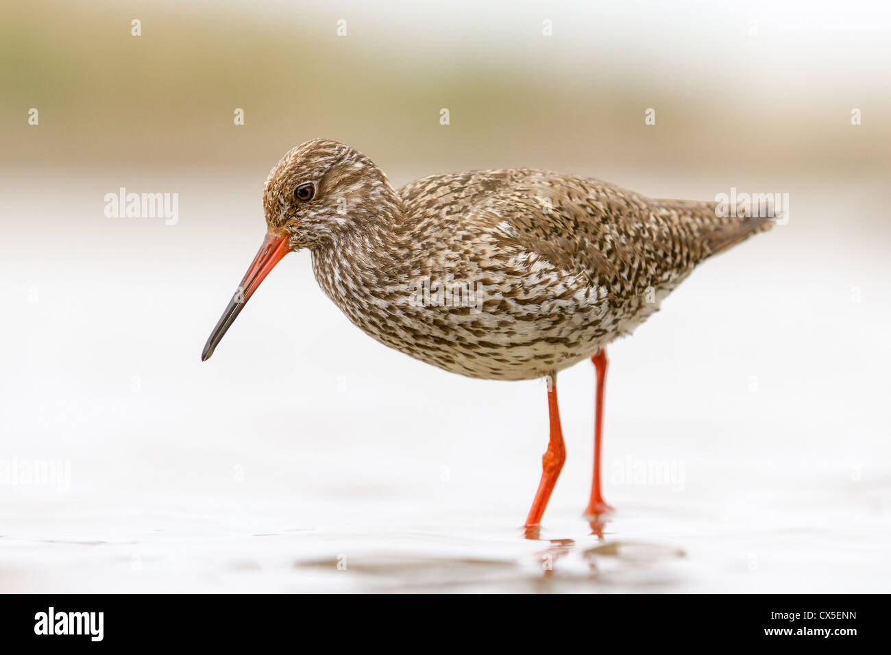 Chevalier gambette (Tringa totanus) à la recherche de nourriture dans un lac en Hongrie. Banque D'Images