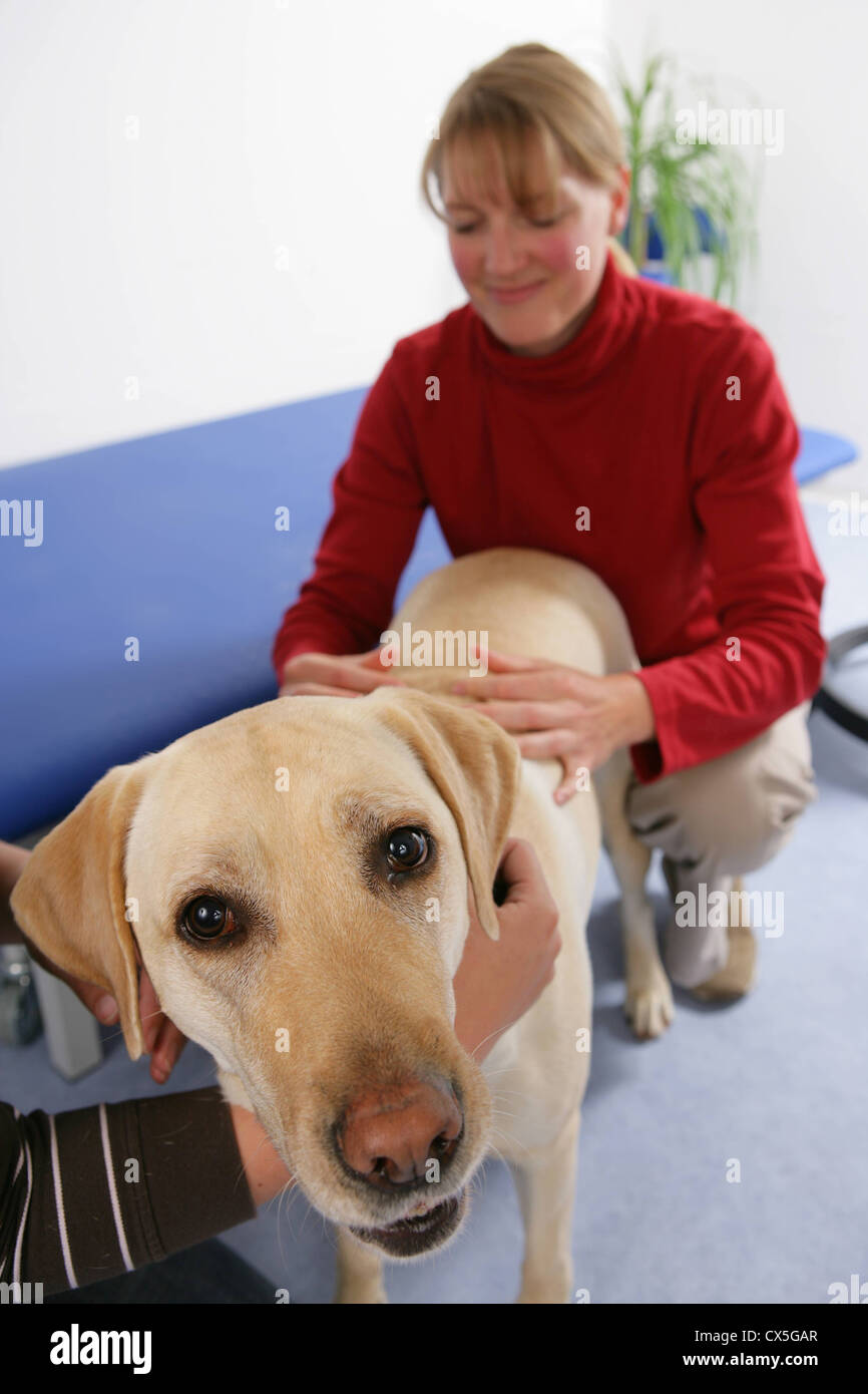 Chien domestique Banque D'Images